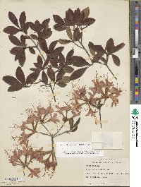 Rhododendron flammeum image