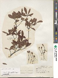 Rhododendron flammeum image