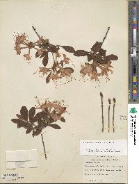 Rhododendron flammeum image