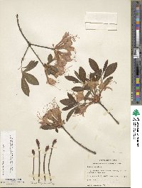 Rhododendron flammeum image