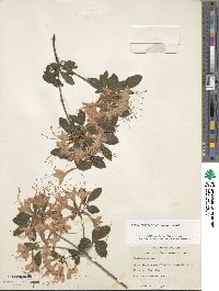 Rhododendron flammeum image