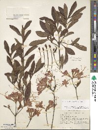 Rhododendron flammeum image