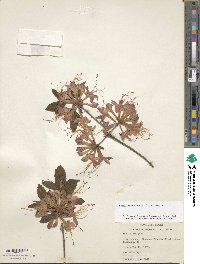 Rhododendron flammeum image