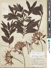 Rhododendron flammeum image