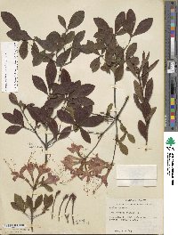 Rhododendron flammeum image