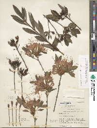 Rhododendron flammeum image