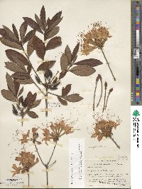 Rhododendron flammeum image