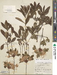 Rhododendron flammeum image