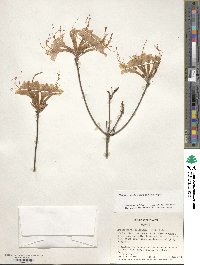 Rhododendron flammeum image