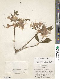 Rhododendron flammeum image