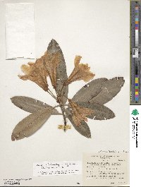 Rhododendron dichroanthum subsp. scyphocalyx image