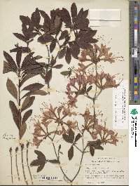 Rhododendron flammeum image