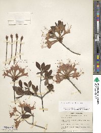 Rhododendron flammeum image