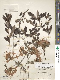 Rhododendron flammeum image