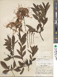 Rhododendron flammeum image