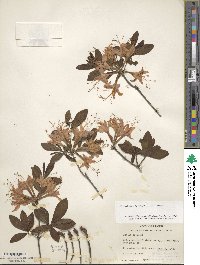 Rhododendron flammeum image