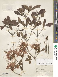 Rhododendron flammeum image