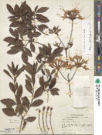 Rhododendron flammeum image