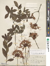 Rhododendron flammeum image