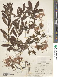 Rhododendron flammeum image