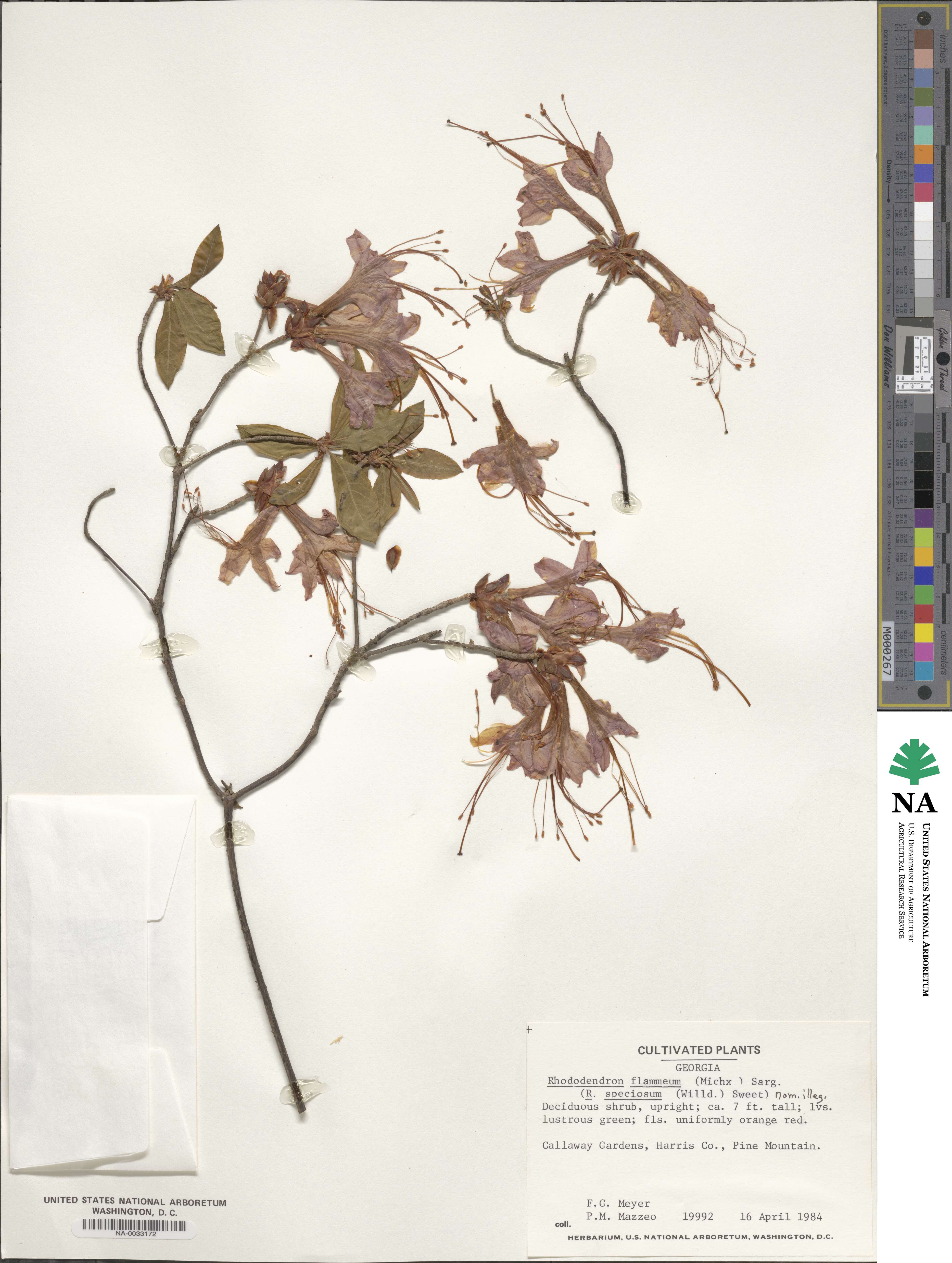 Rhododendron flammeum image