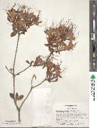 Rhododendron flammeum image