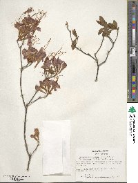 Rhododendron flammeum image