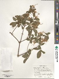 Rhododendron flammeum image