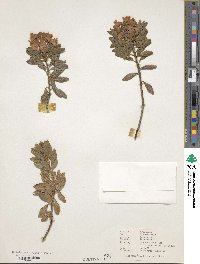 Rhododendron ferrugineum image