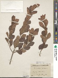 Rhododendron dilatatum image