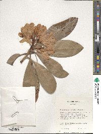 Rhododendron davidii image