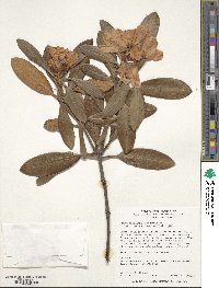 Rhododendron yakushimanum image