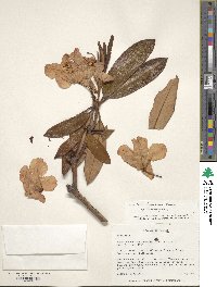 Rhododendron degronianum image