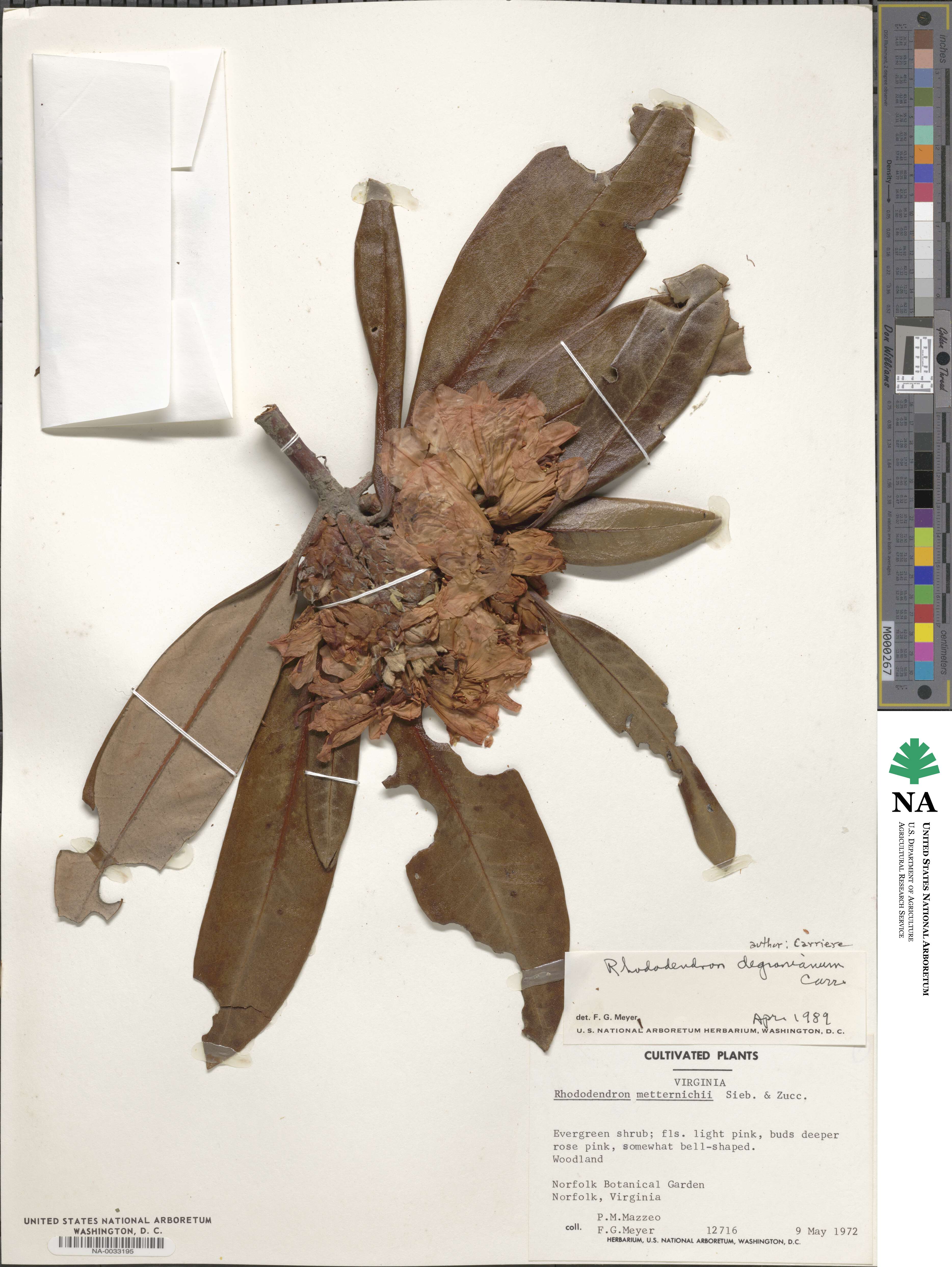 Rhododendron degronianum image