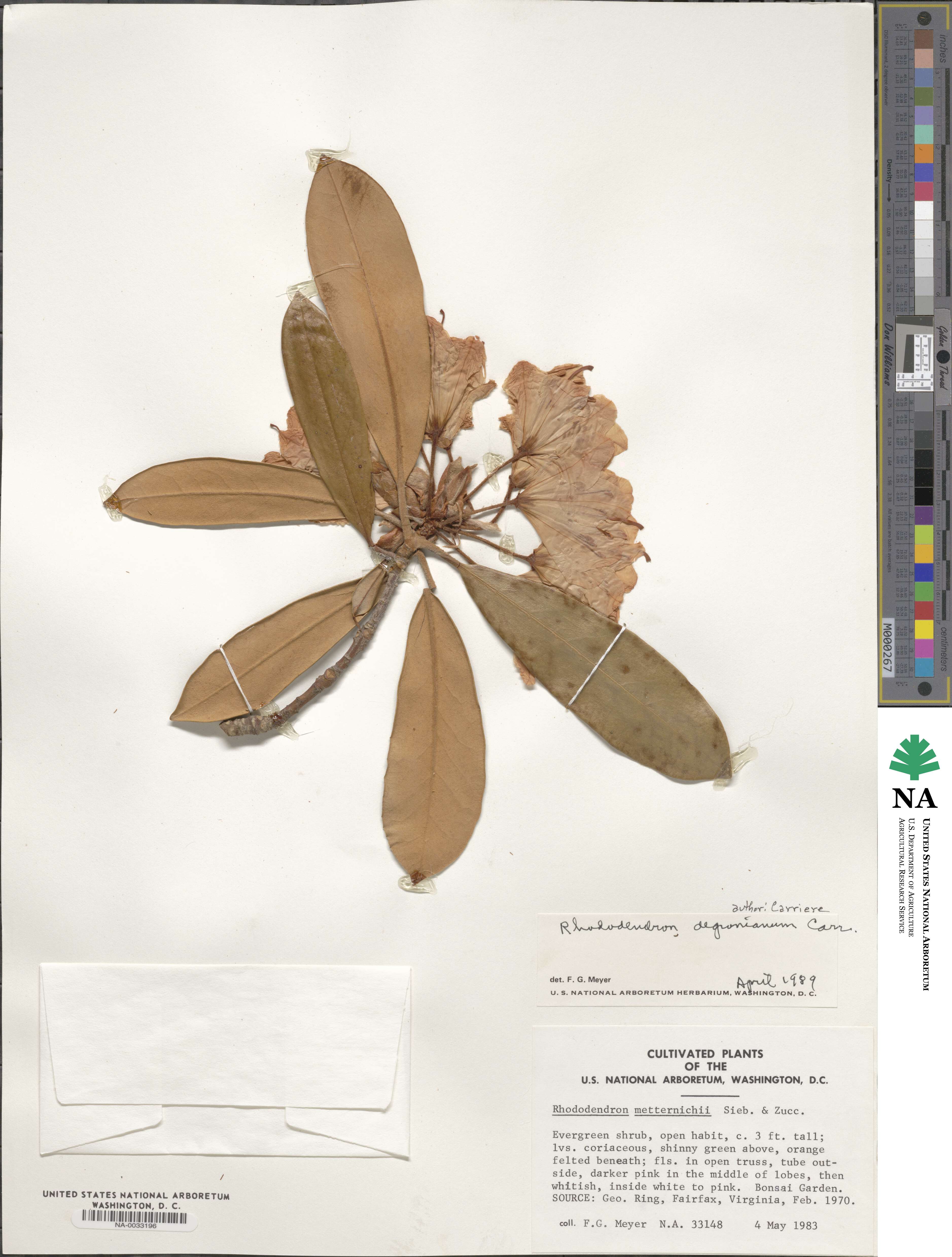 Rhododendron degronianum image