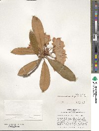 Rhododendron degronianum image