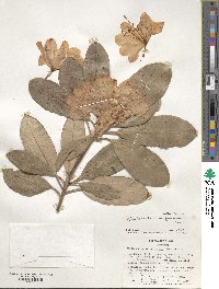 Rhododendron degronianum image