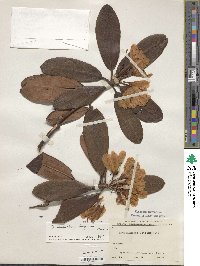 Rhododendron degronianum image