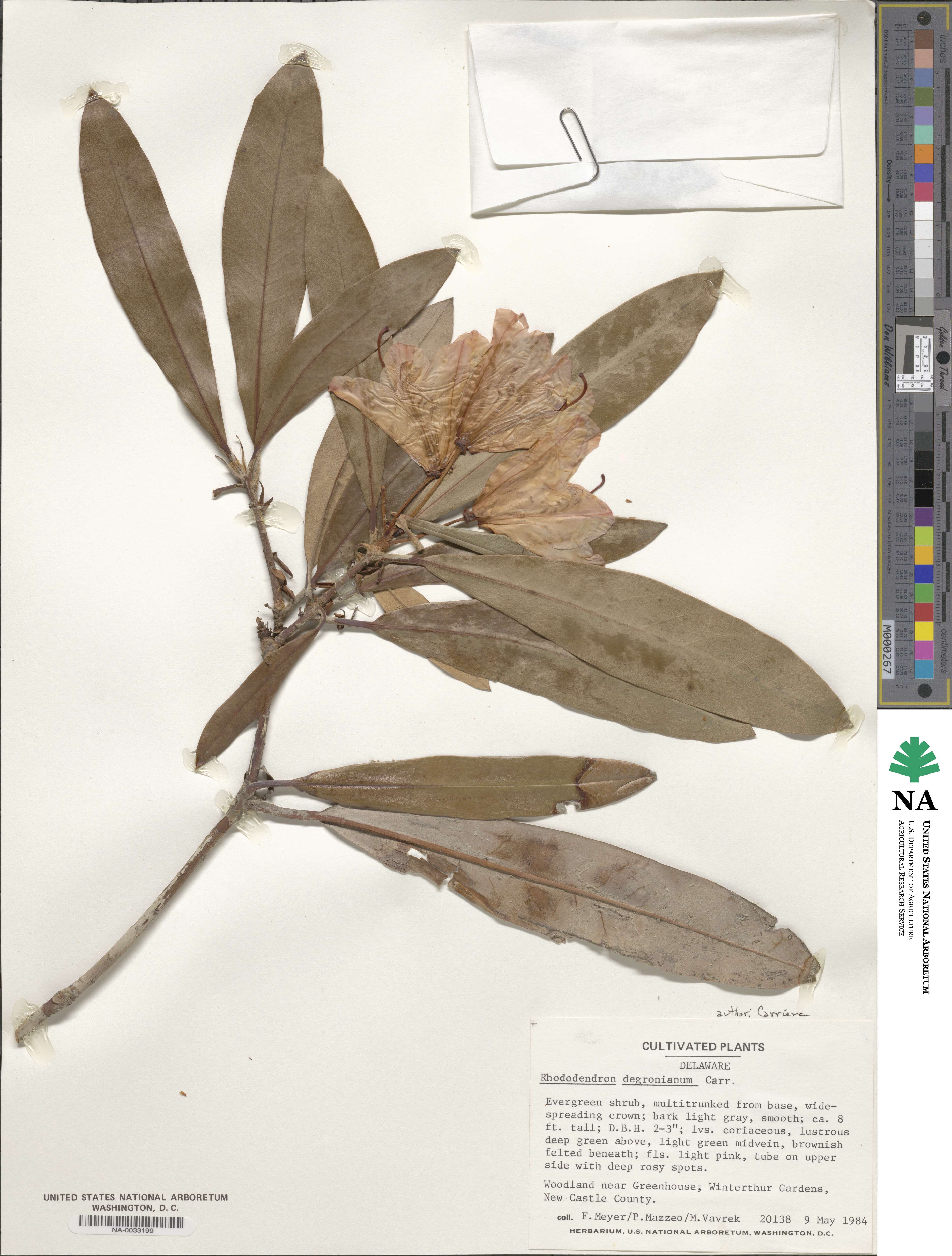 Rhododendron degronianum image