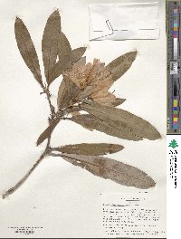 Rhododendron degronianum image