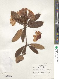 Rhododendron degronianum image