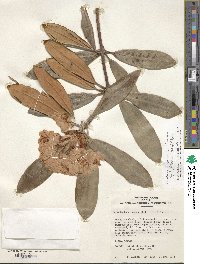 Rhododendron degronianum image