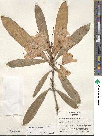 Rhododendron degronianum image