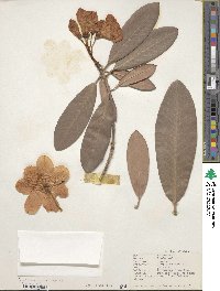 Rhododendron decorum image