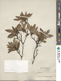 Rhododendron dauricum image