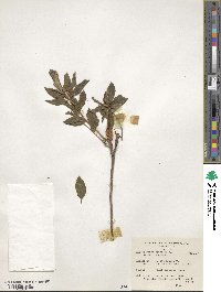 Rhododendron dauricum image