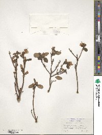 Rhododendron dauricum image