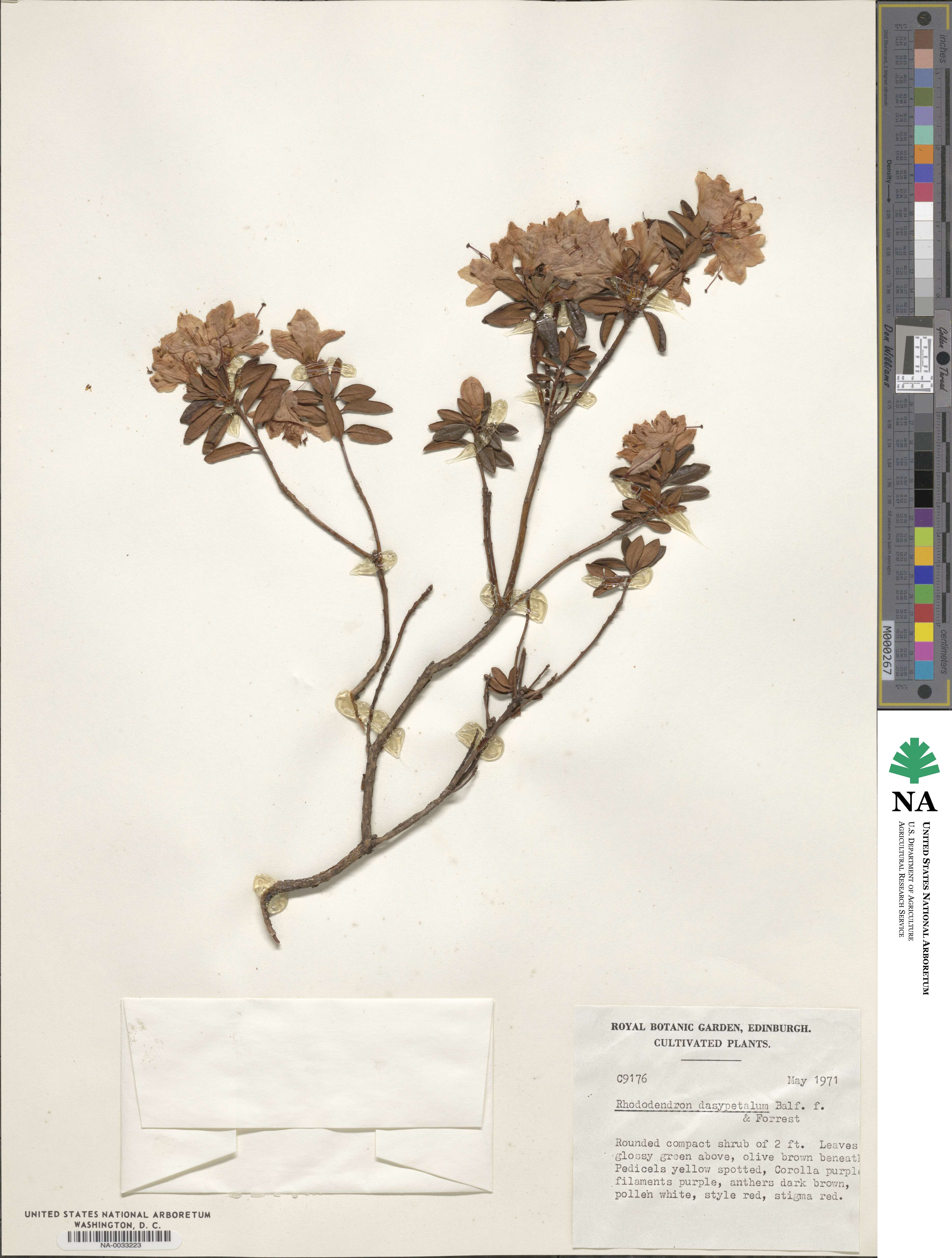 Rhododendron dasypetalum image