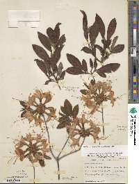 Rhododendron calendulaceum image