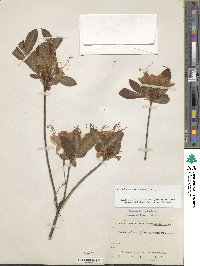 Rhododendron calendulaceum image